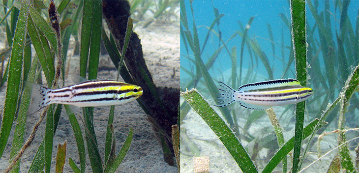 fang blennies