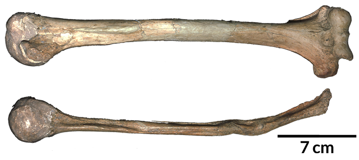 Neandertal bone