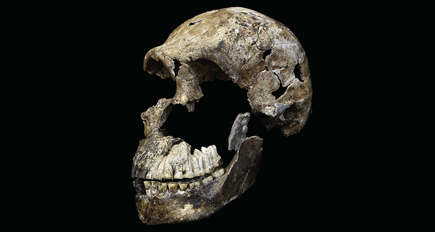 Homo naledi skull