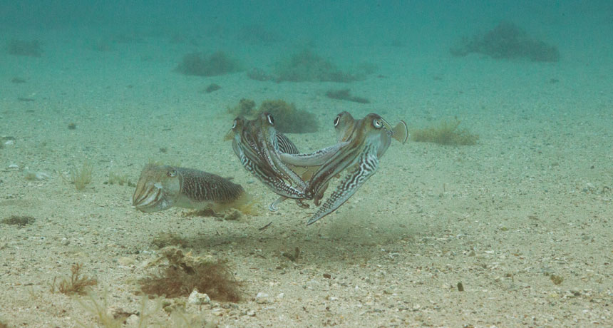 cuttlefish