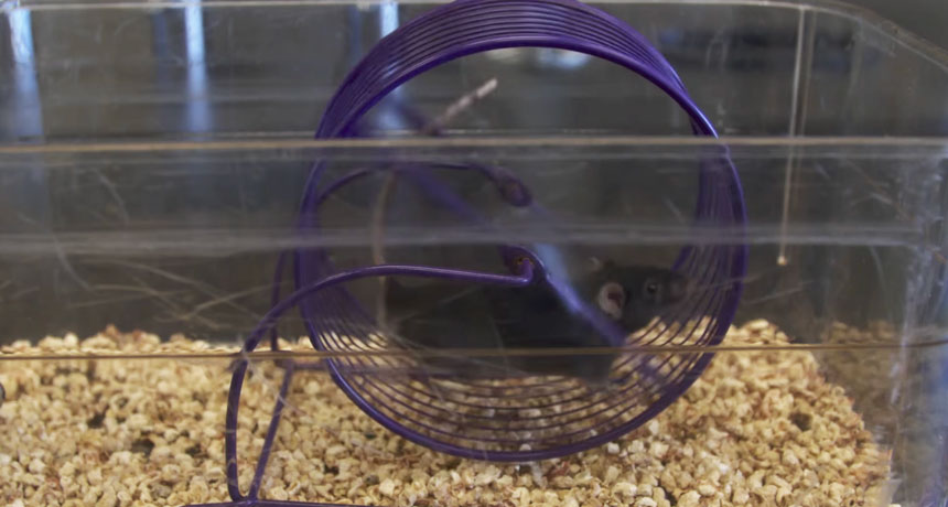 mouse on an excercise wheel