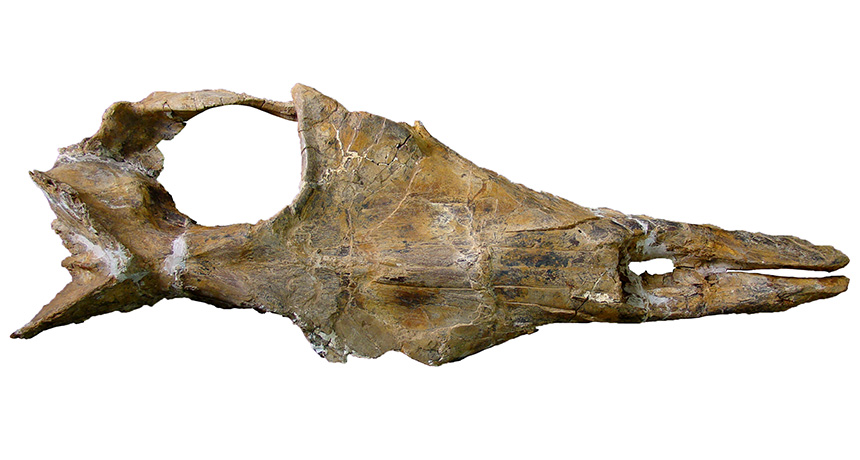 Mystacodon skull