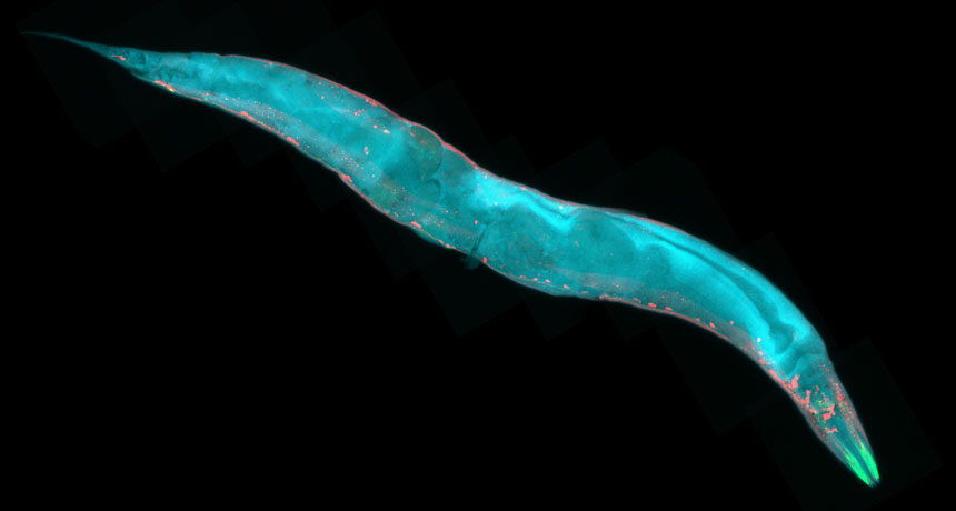 C. elegans nematode
