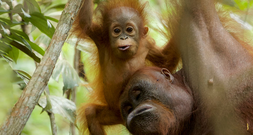 baby orangutan