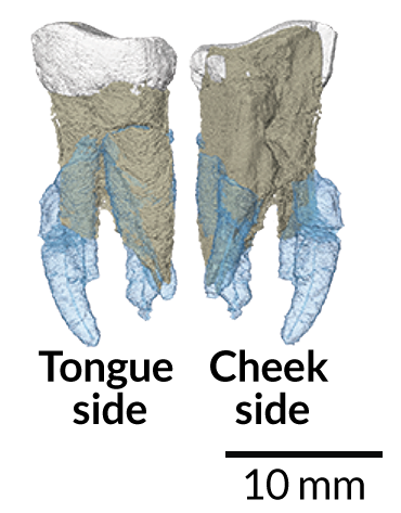 Graecopithecus tooth CT scans