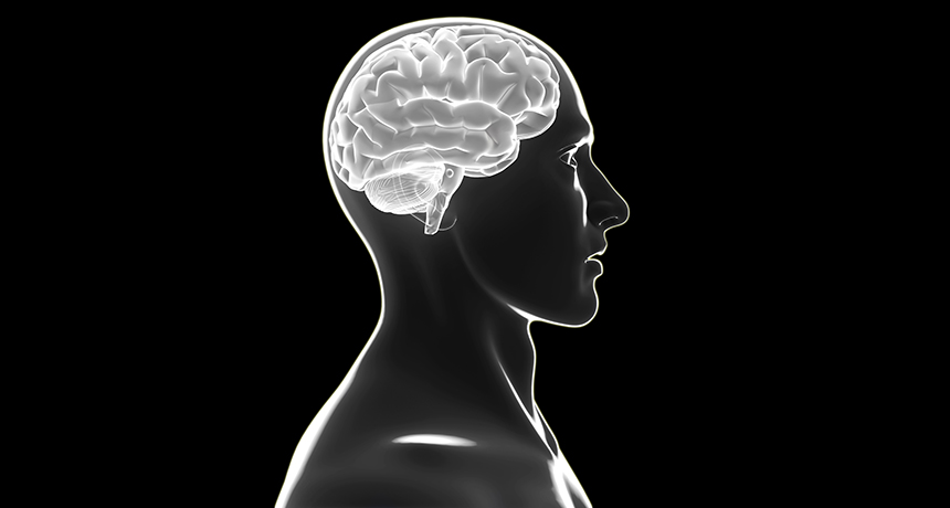 human brain