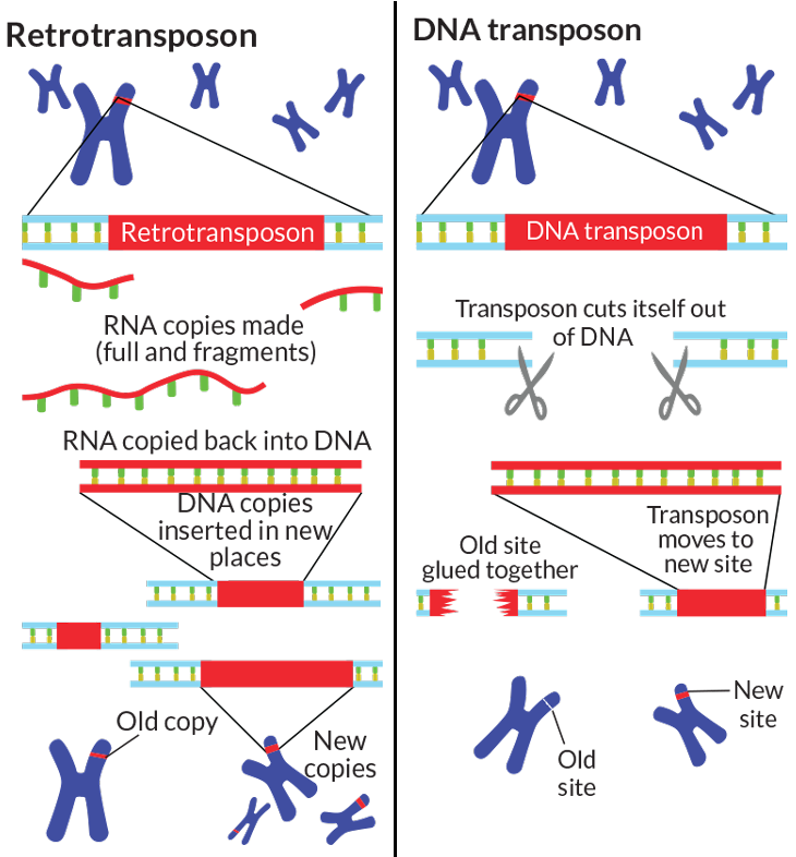 research article on jumping genes