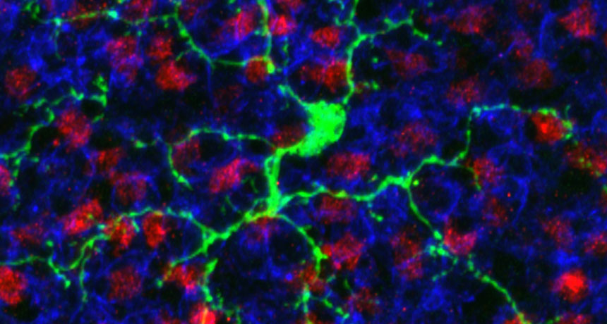 microglia
