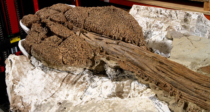 ankylosaur tail