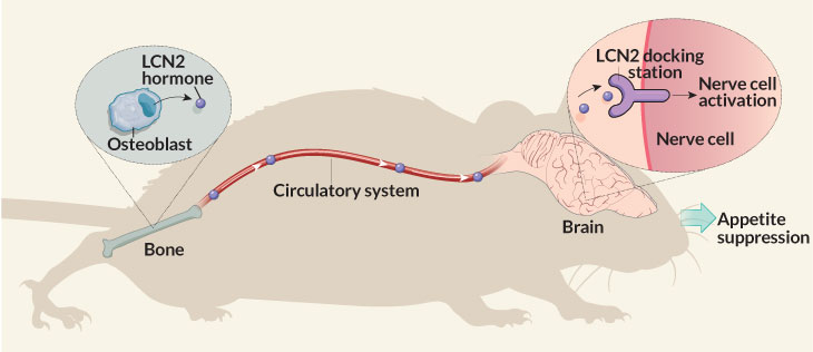 LCN2 mouse diagram
