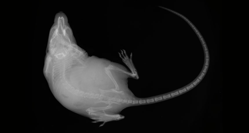 mouse skeleton x-ray