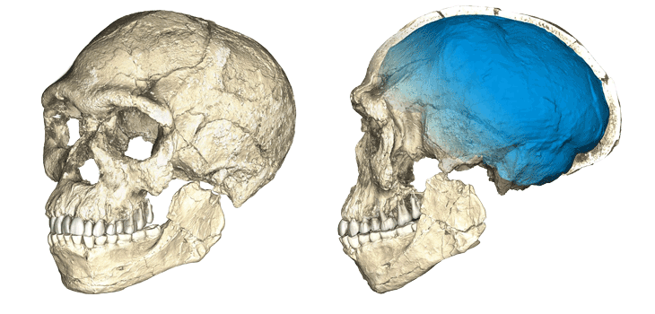CT scans of potential earliest Homo sapiens