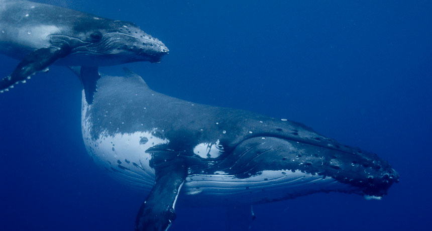 whale