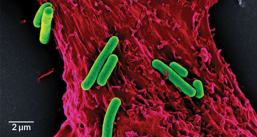 photosynthetic bacteria