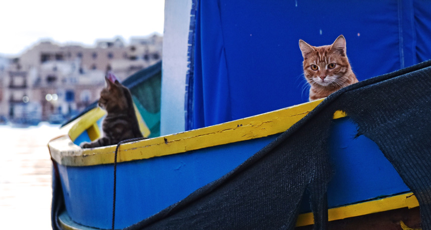 cats on a boat