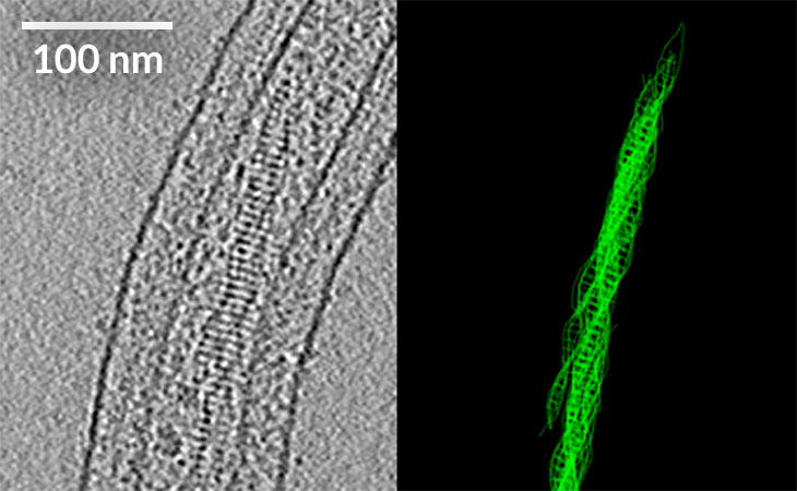bundles of helical fibers in an ocean bacterium, Hyphomonas neptunium
