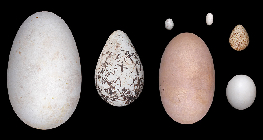 eggs
