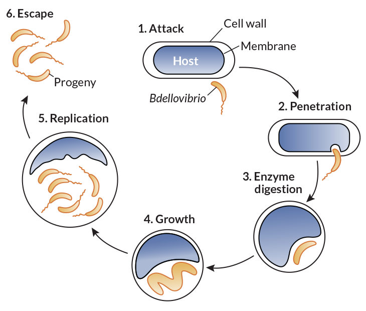 Bdellovibrio bacterium