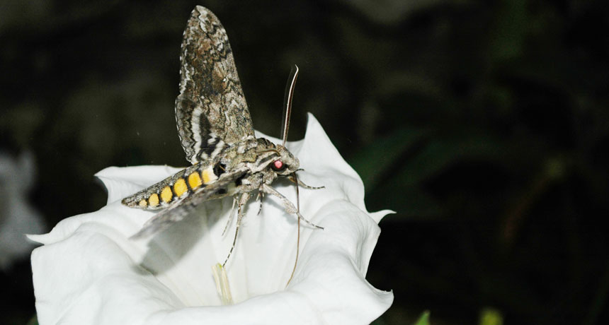 hawk moth