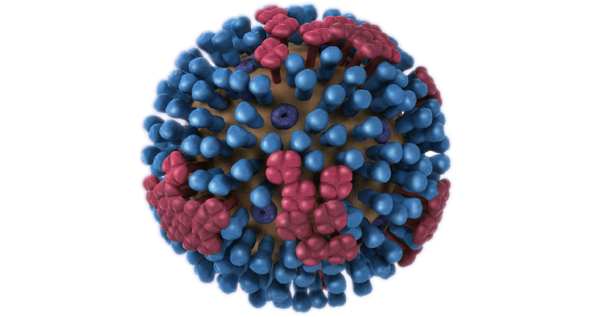 flu virus