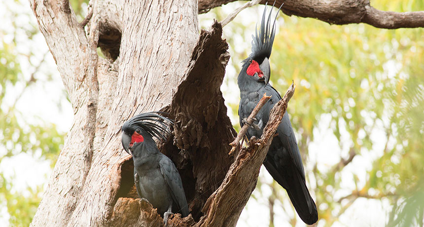 male cockatoo