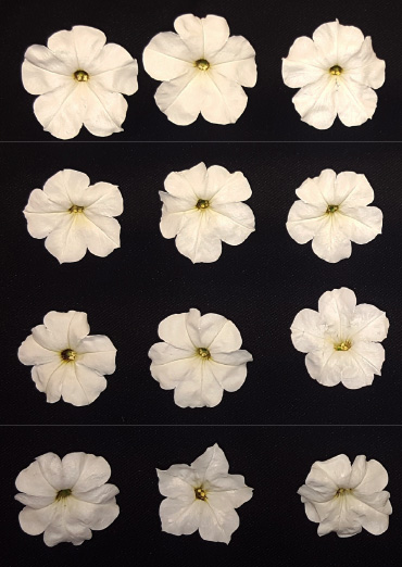 petunias