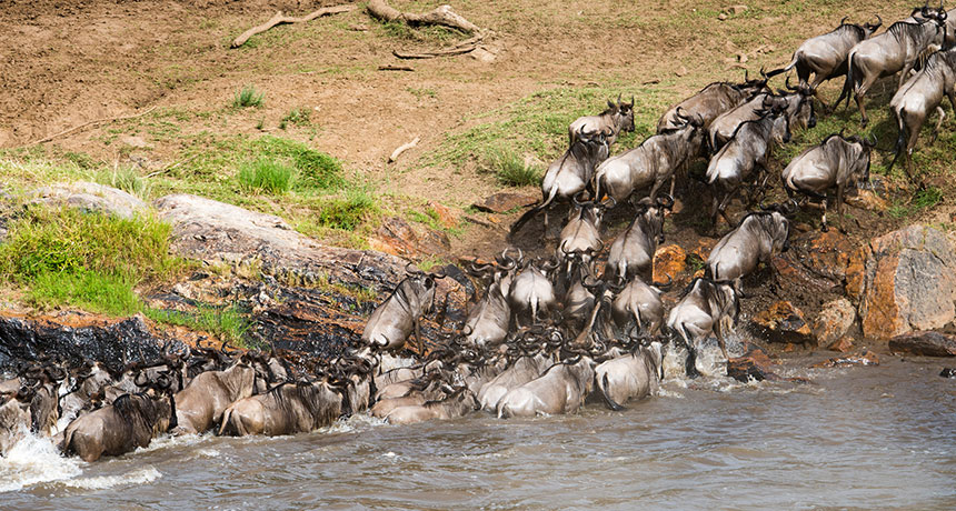 wildebeests crossing Mara river