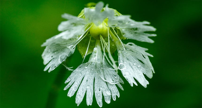 wildflower