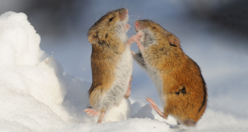 mouse fight