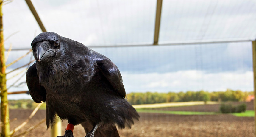 raven