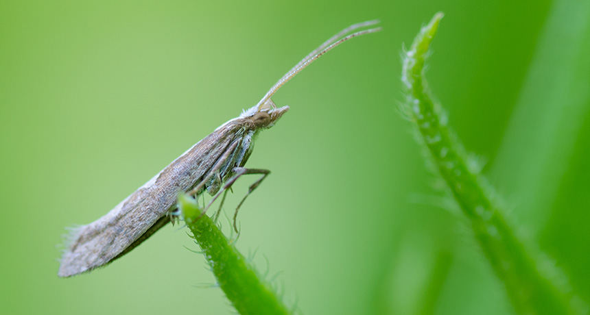 diamondback moth