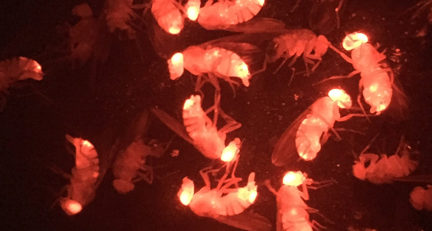 fruit flies