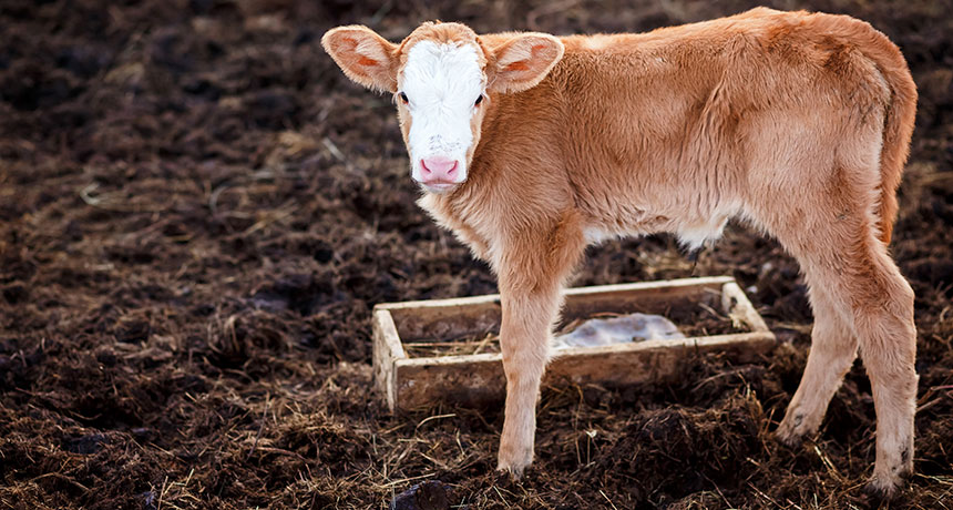 brown cow