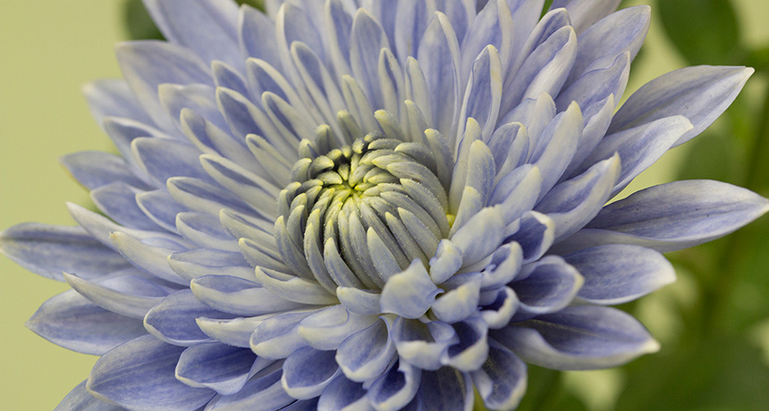 blue chrysanthemum