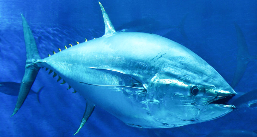 Big tuna