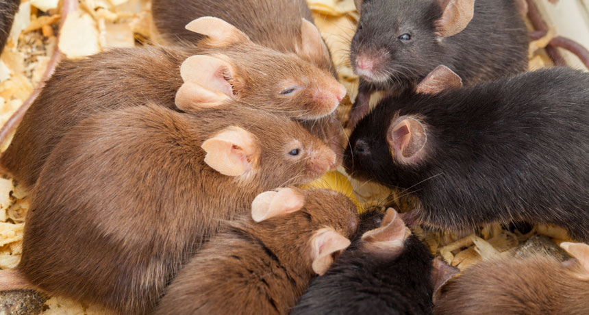 autistic mice