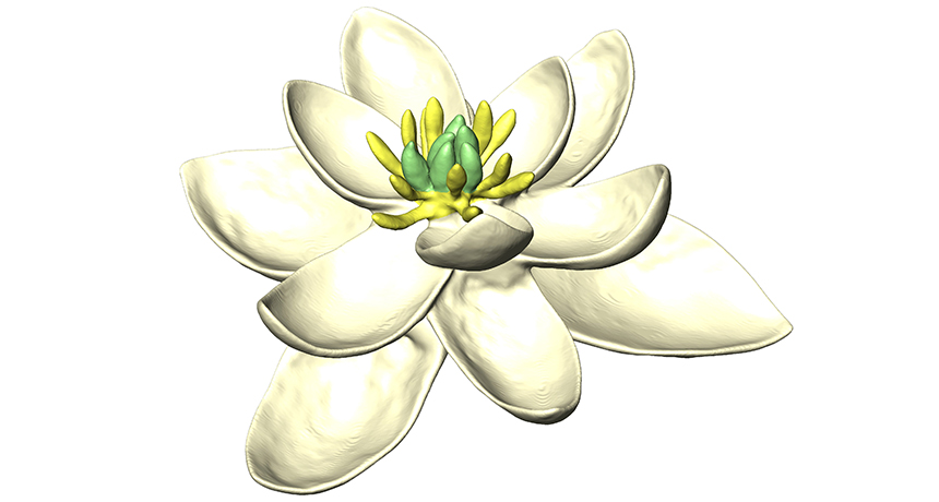 First flower reconstruction