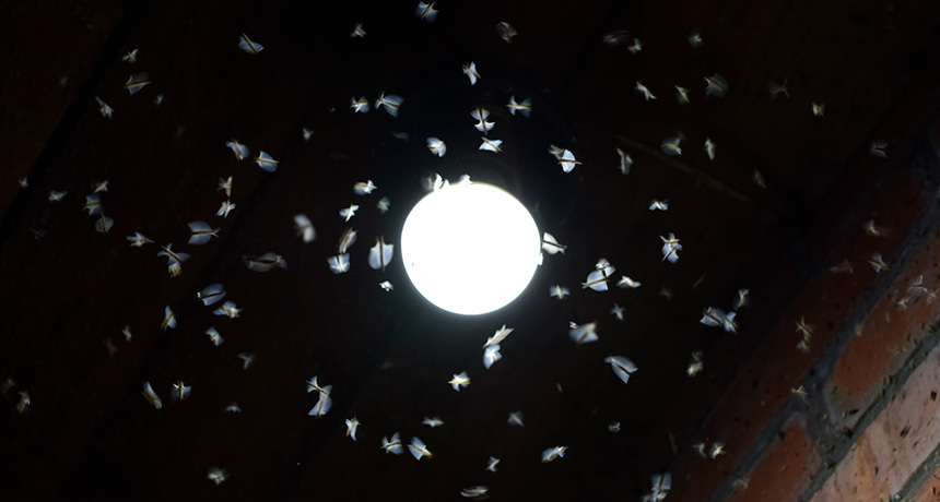 Artificial light