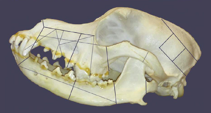 Russian dog skull