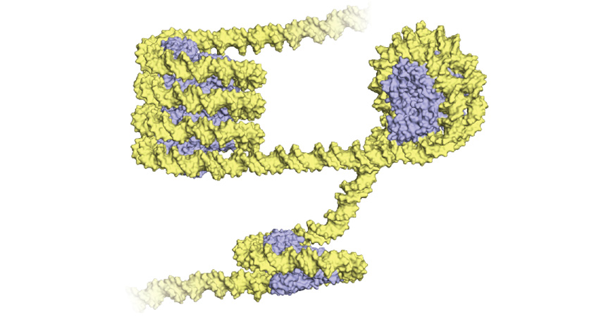 archaea microbe DNA