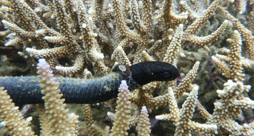 turtle-headed sea snake