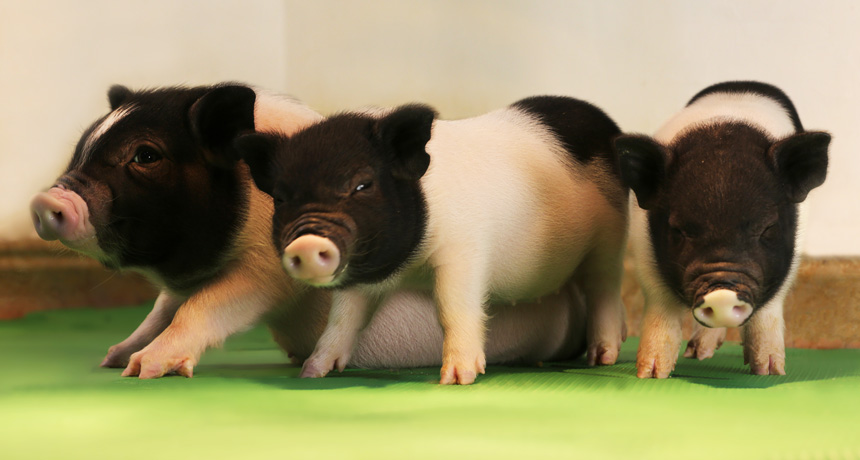 piglets lacking PERVs