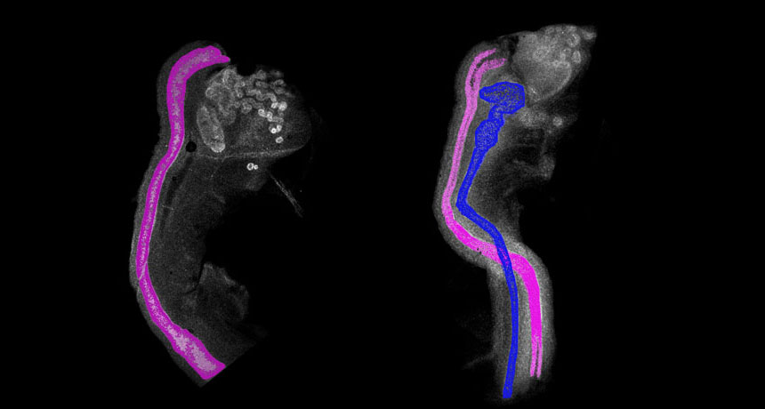 female mouse embryo