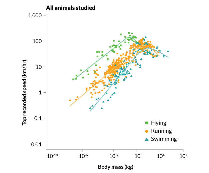 Why midsize animals are the fastest