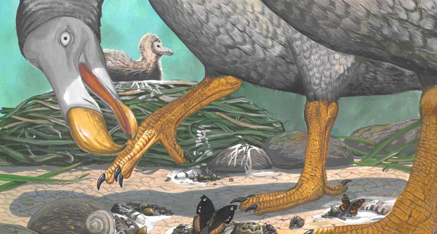 dodo illustration