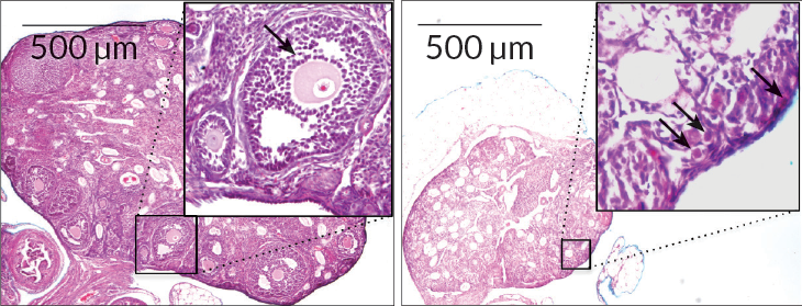 mouse ovaries