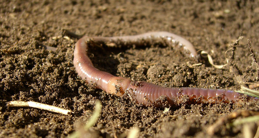 earthworm