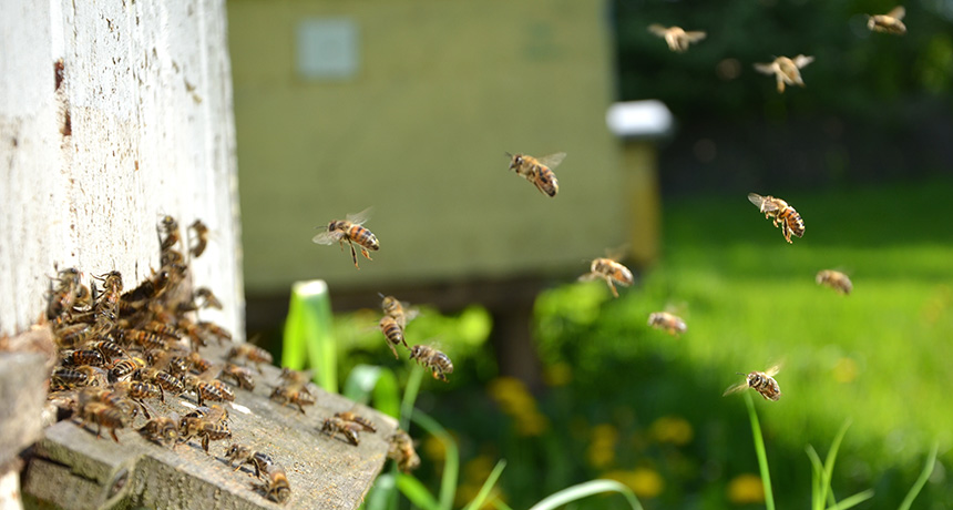 bees