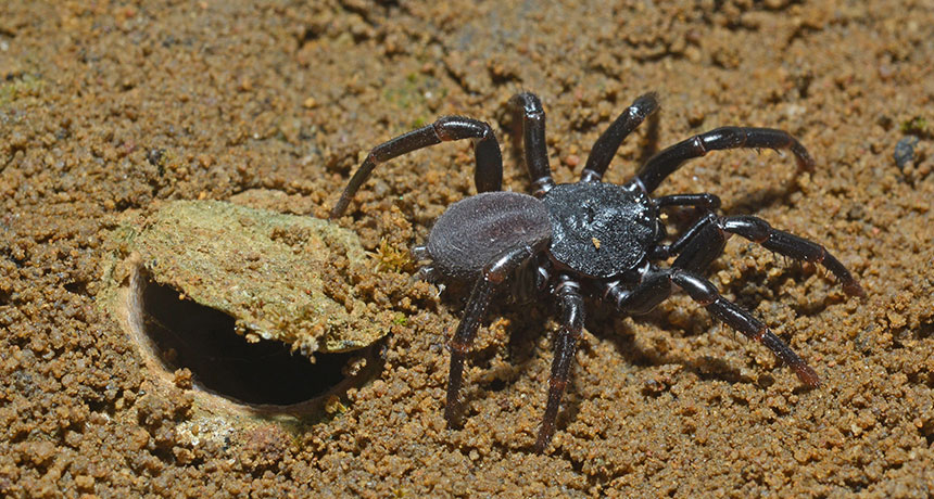 Australian trapdoor spider