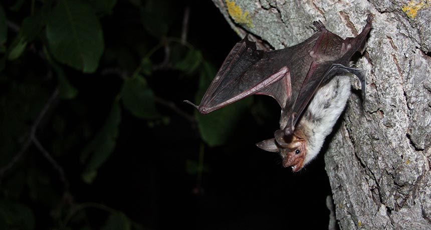 Myotis myotis bat